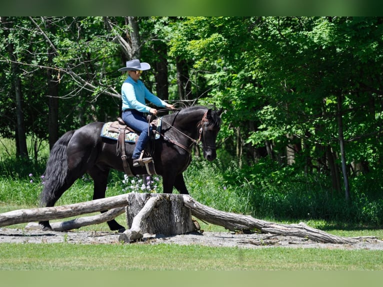 Friesian horses Gelding 9 years 16,1 hh Brown in Dallas PA