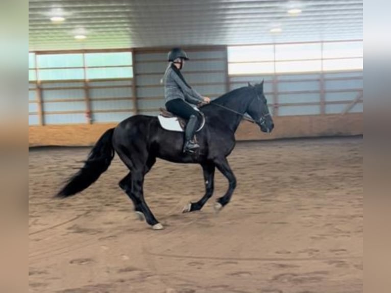 Friesian horses Gelding 9 years 16,1 hh Brown in Dallas PA