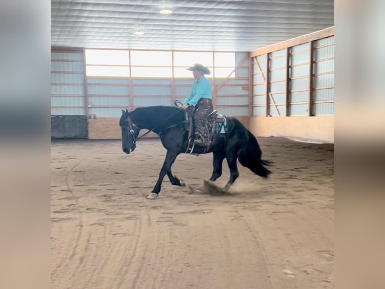 Friesian horses Gelding 9 years 16,1 hh Brown in Dallas PA