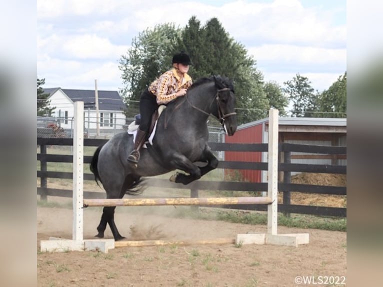 Friesian horses Gelding 9 years 16,1 hh Roan-Blue in Brookesville KY