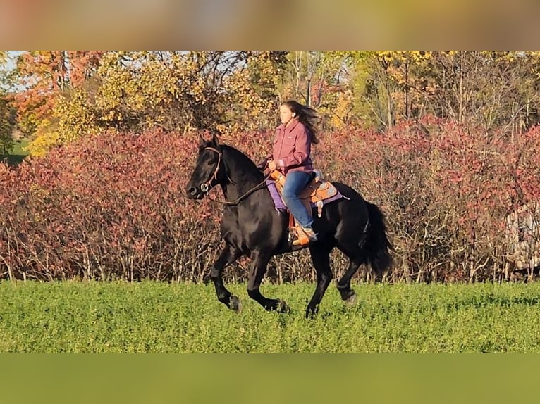 Friesian horses Mix Gelding 9 years 16,1 hh in Camden, MI