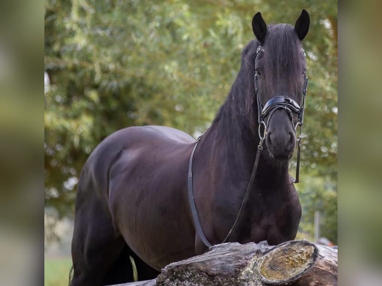 Friesian horses Gelding 9 years 16,2 hh Black in Britswert