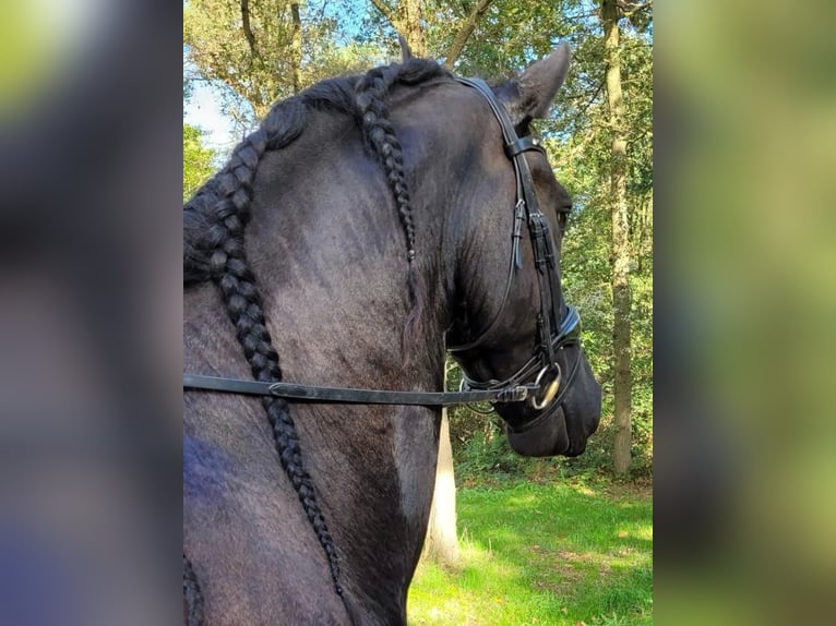 Friesian horses Gelding 9 years 16,2 hh Black in Britswert