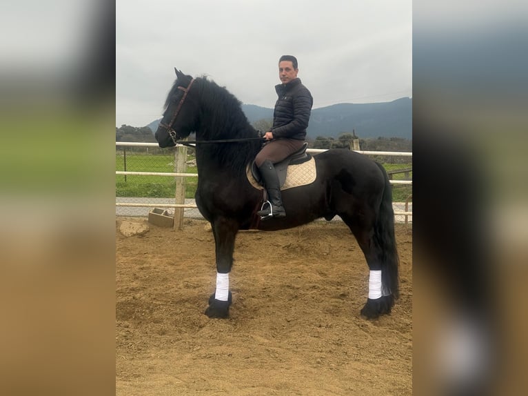 Friesian horses Gelding 9 years 16.3 hh Black in El Tiemblo