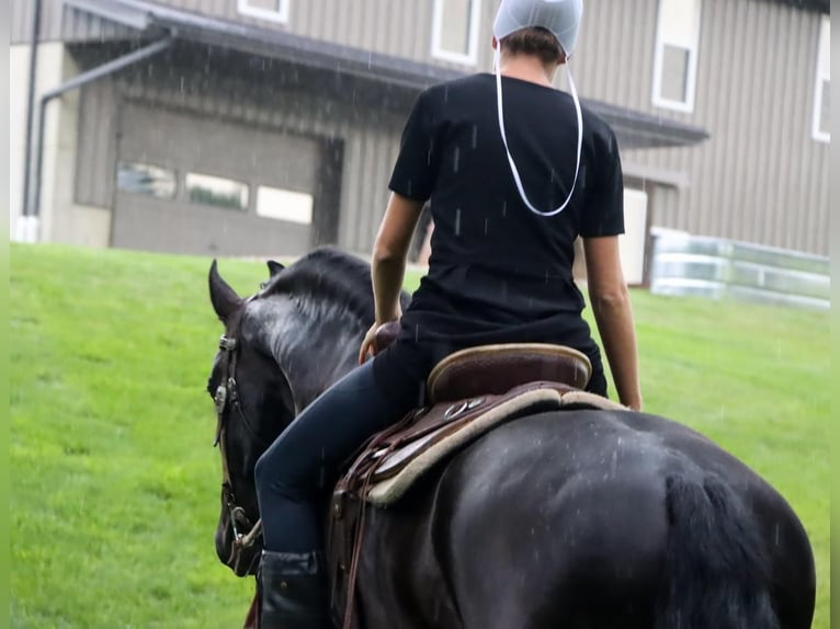 Friesian horses Gelding 9 years 16,3 hh Black in Dalton, OH