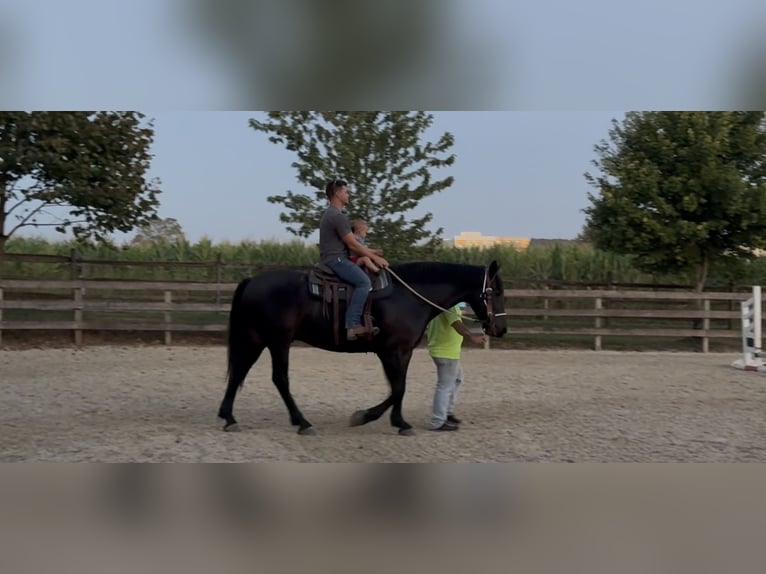 Friesian horses Mix Gelding 9 years 16 hh Bay in Gap, PA