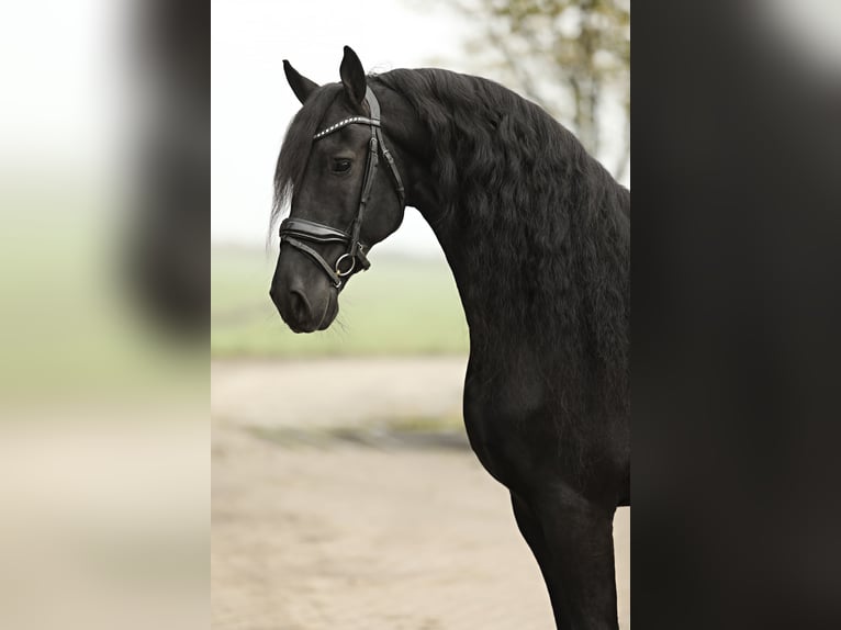 Friesian horses Gelding 9 years 16 hh Black in Britswert