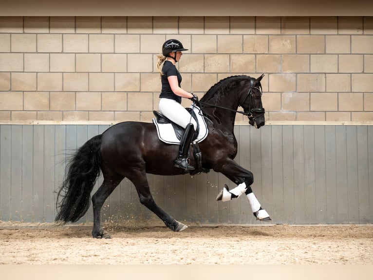 Friesian horses, Gelding, 9 years, 16 hh, Black