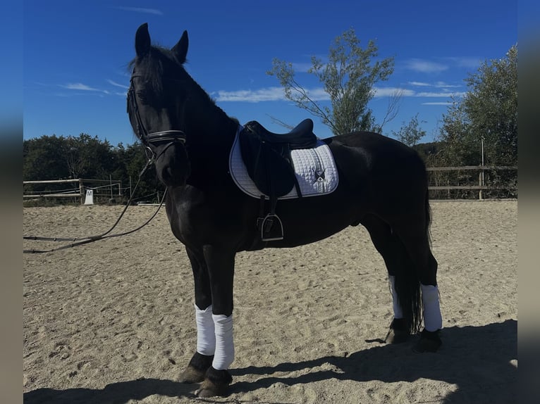 Friesian horses Gelding 9 years 16 hh Black in Hönigtal