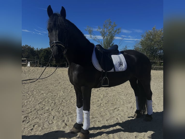 Friesian horses Gelding 9 years 16 hh Black in Hönigtal