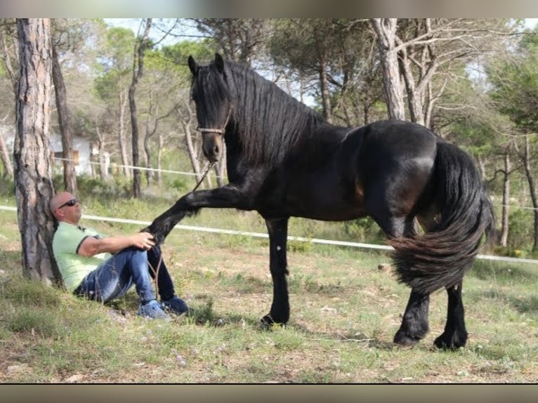 Friesian horses Mix Gelding 9 years 16 hh Black in Olerdola