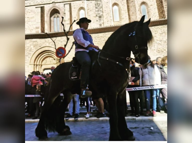 Friesian horses Mix Gelding 9 years 16 hh Black in Olerdola