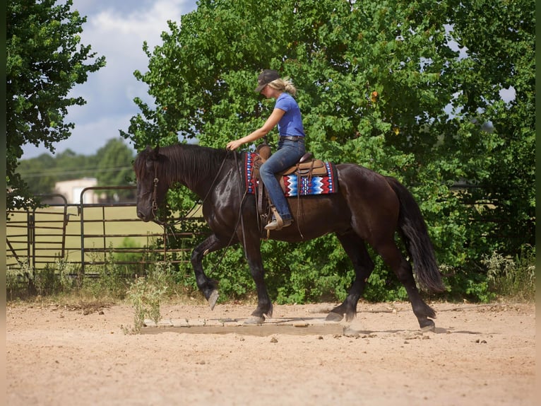 Friesian horses Gelding 9 years 16 hh Black in Huntsville TX