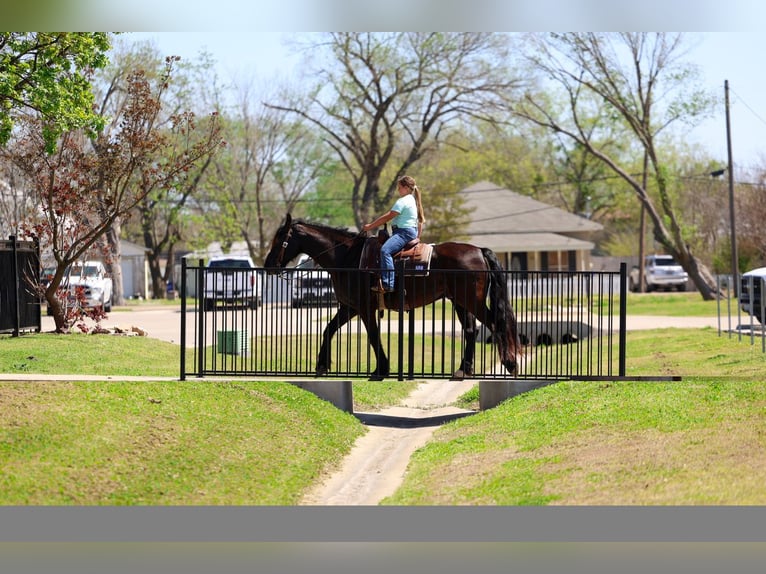Friesian horses Gelding 9 years 16 hh Black in Forney