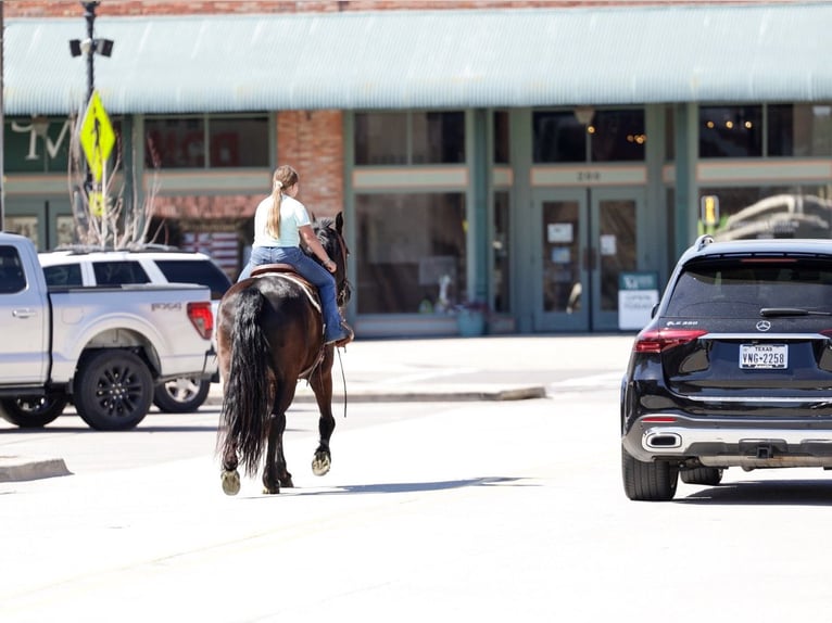Friesian horses Gelding 9 years 16 hh Black in Forney