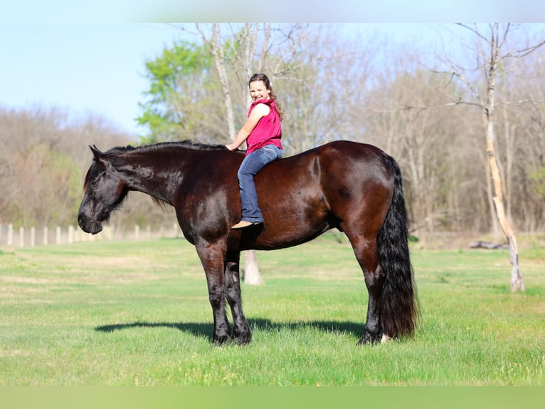 Friesian horses Gelding 9 years 16 hh Black in Forney