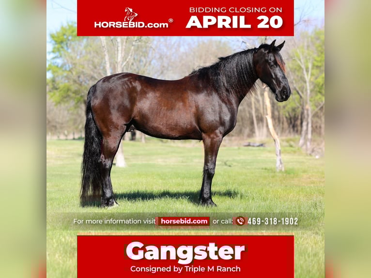 Friesian horses Gelding 9 years 16 hh Black in Forney