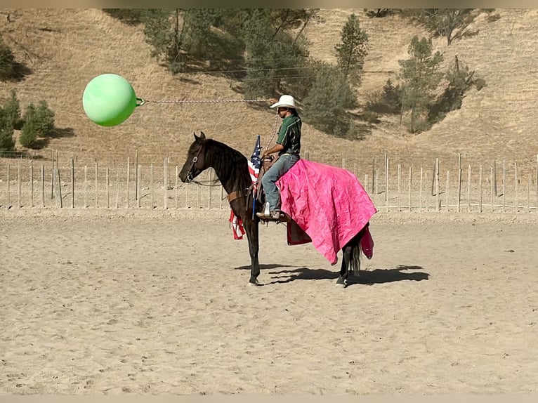 Friesian horses Gelding 9 years 16 hh  in Tres Pinos