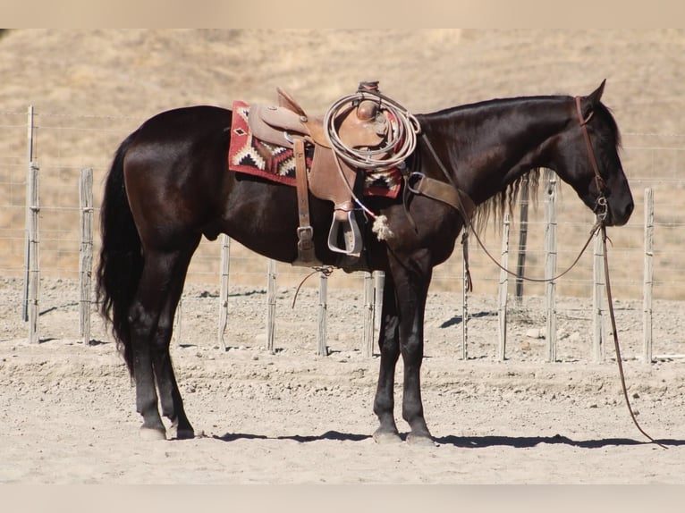 Friesian horses Gelding 9 years 16 hh  in Tres Pinos