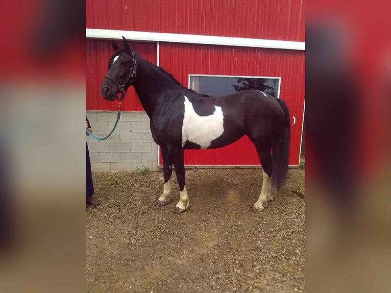 Friesian horses Gelding 9 years 16 hh Tobiano-all-colors in Millersburg OH