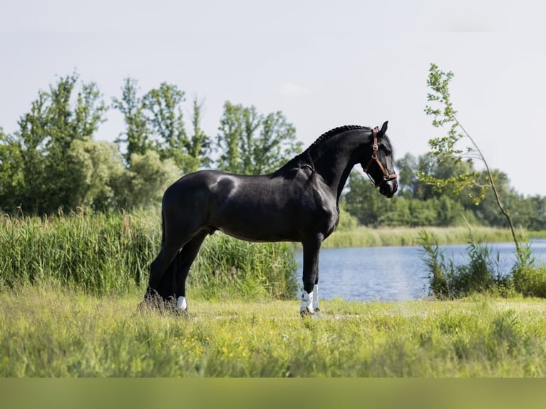 Friesian horses Gelding 9 years 16,1 hh Black in Zoetermeer