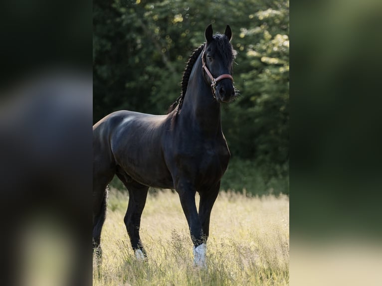 Friesian horses Gelding 9 years 16,1 hh Black in Zoetermeer