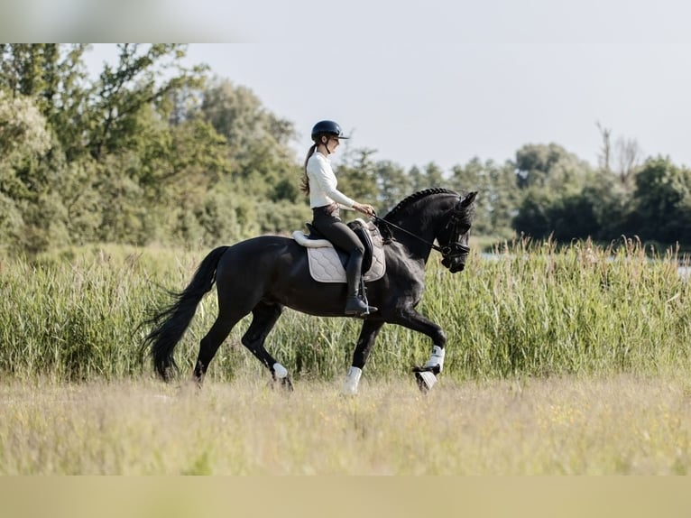 Friesian horses Gelding 9 years 16,1 hh Black in Zoetermeer