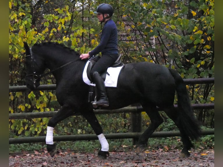 Friesian horses Gelding 9 years 16,2 hh Black in Dorsten