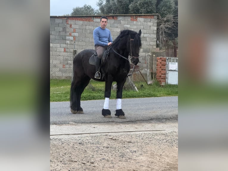 Friesian horses Gelding 9 years 16,3 hh Black in El Tiemblo