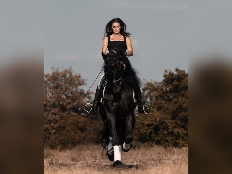 Friesian horses Gelding 9 years 16,3 hh Black in Bergamo