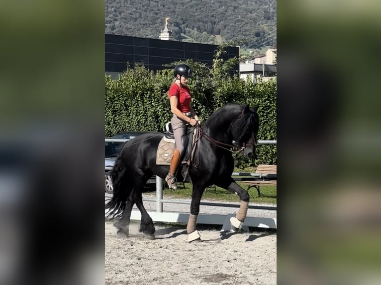 Friesian horses Gelding 9 years 16,3 hh Black in Bergamo