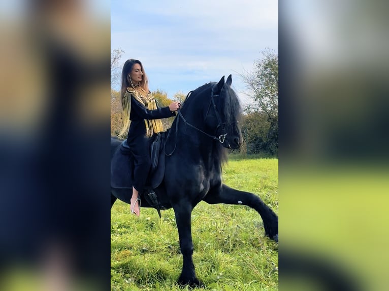 Friesian horses Gelding 9 years 16,3 hh Black in Bergamo