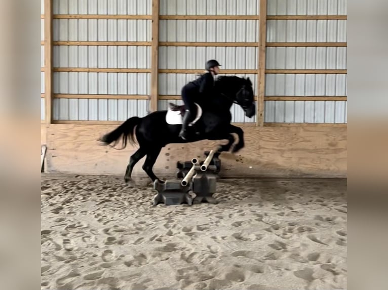 Friesian horses Gelding 9 years 17 hh Black in Everett PA