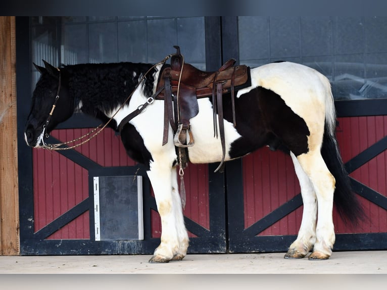 Friesian horses Mix Gelding 9 years 17 hh Pinto in Rebersburg