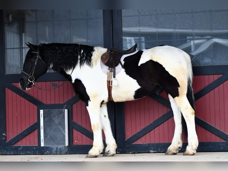 Friesian horses Mix Gelding 9 years 17 hh Pinto in Rebersburg