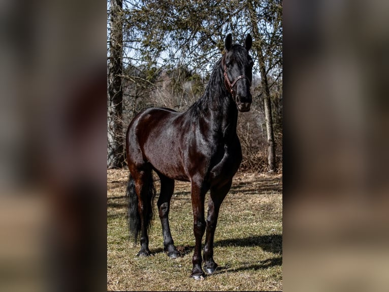 Friesian horses Gelding 9 years Black in Everett PA