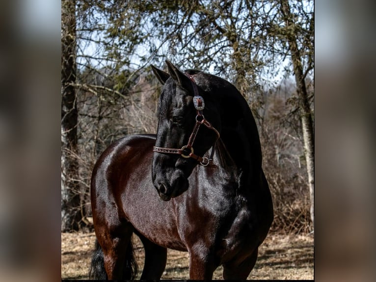 Friesian horses Gelding 9 years Black in Everett PA