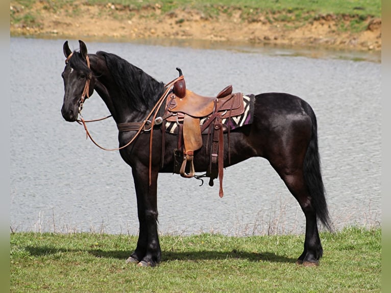 Friesian horses Gelding 9 years Black in Whitley City KY