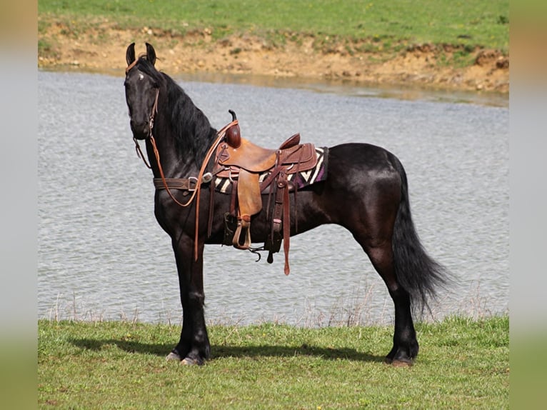 Friesian horses Gelding 9 years Black in Whitley City KY