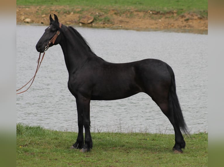 Friesian horses Gelding 9 years Black in Whitley City KY