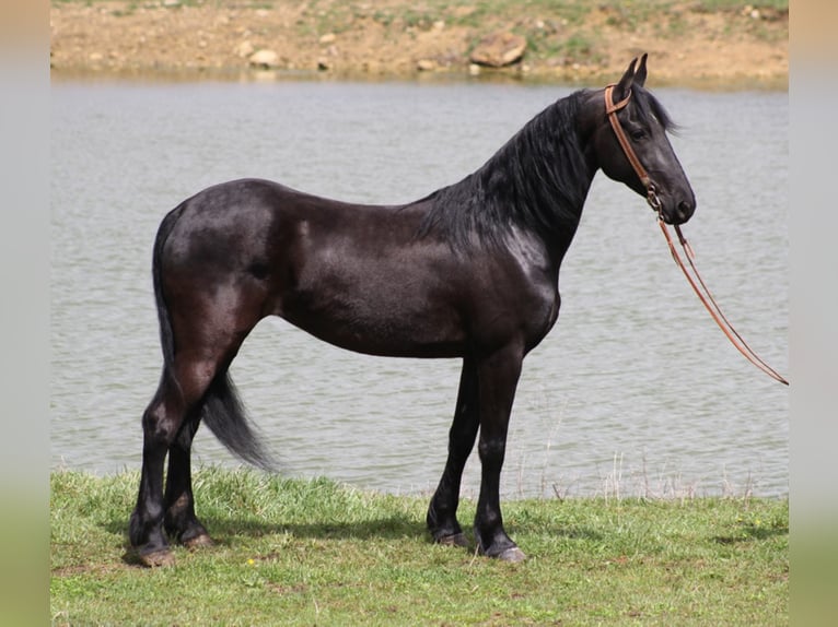 Friesian horses Gelding 9 years Black in Whitley City KY