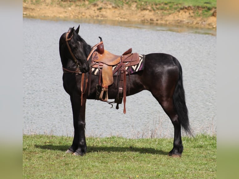 Friesian horses Gelding 9 years Black in Whitley City KY