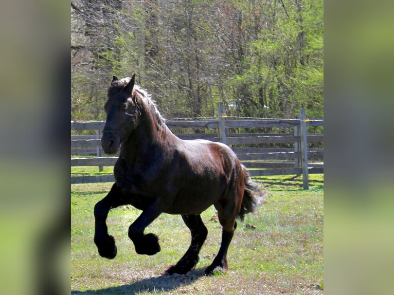 Friesian horses Gelding 9 years Black in Pell city, Alabama