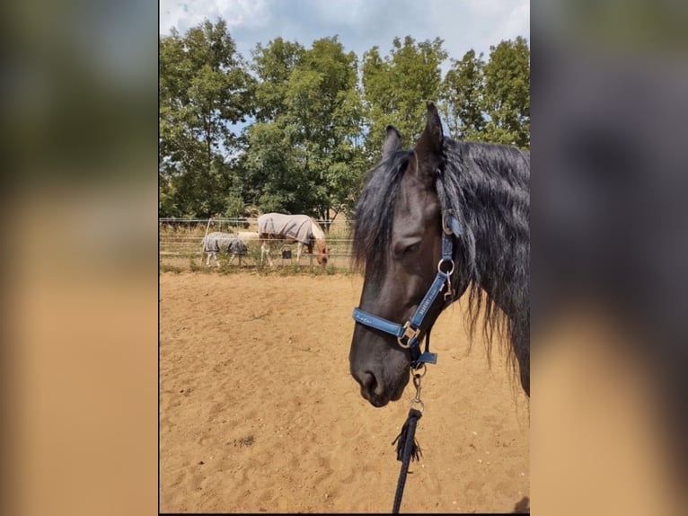 Friesian horses Gelding 9 years Black in Forchheim