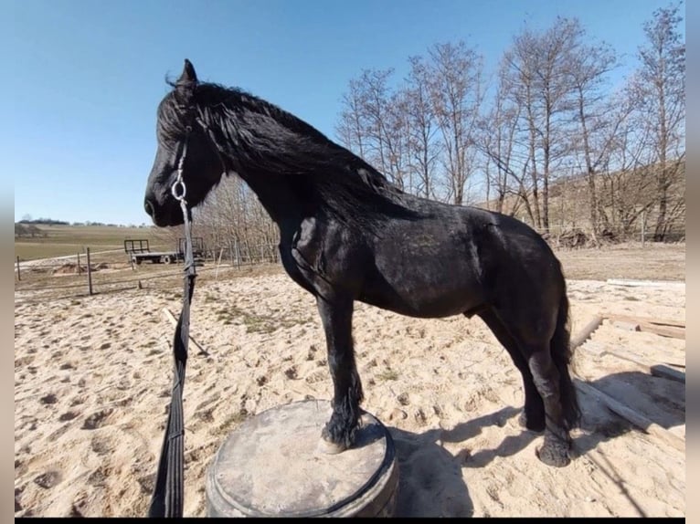 Friesian horses Gelding 9 years Black in Forchheim