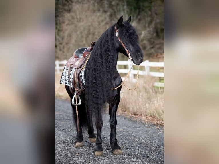 Friesian horses Gelding 9 years Black in Selah, WA