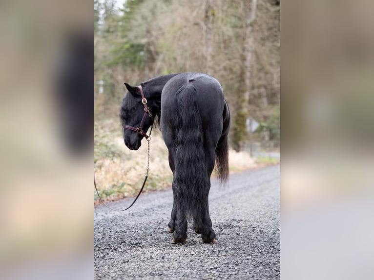 Friesian horses Gelding 9 years Black in Selah, WA