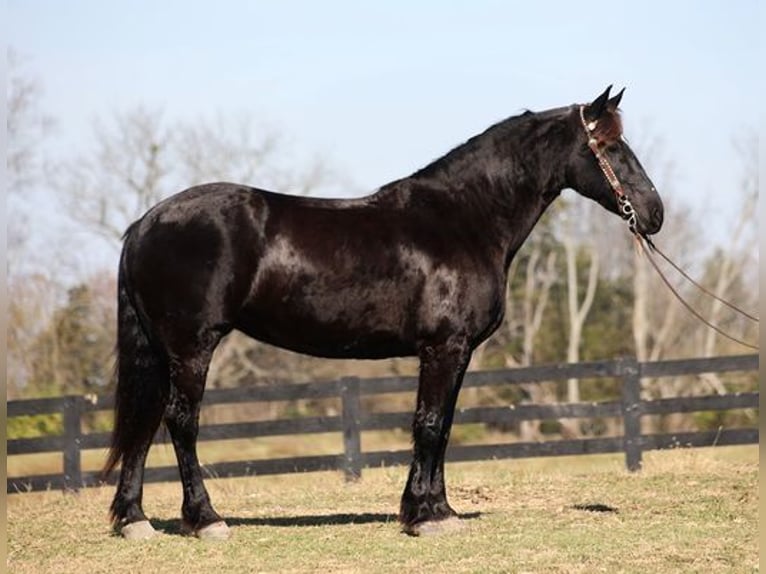 Friesian horses Gelding 9 years Black in Flemingsburg, KY