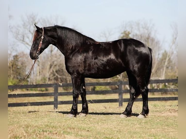 Friesian horses Gelding 9 years Black in Flemingsburg, KY