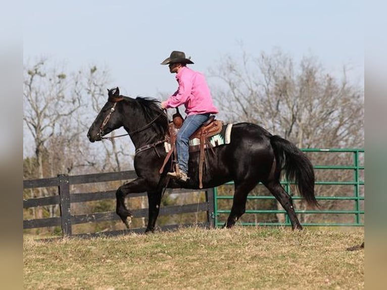 Friesian horses Gelding 9 years Black in Flemingsburg, KY